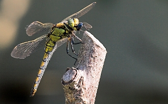 006 - Libellule en plein repas